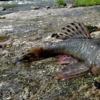  un poisson-chat cuirassé du genre Chaetostoma, reconnaissable à sa tête proéminente dont la fonction reste inconnue. ©&nbsp;Conservation International/photo de Robinson Olivera