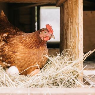 La poule, un oiseau raisonné, capable de compter !