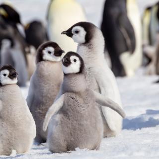 O British Antarctic Survey estima que, ao ritmo actual do aquecimento global, quase todos os pinguins-imperadores poderão estar extintos até ao final do século. © Danita Delimont, Adobe Stock