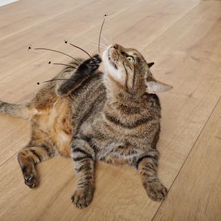 As infestações por pulgas geralmente se originam de um animal de estimação. © mariesacha, Fotolia