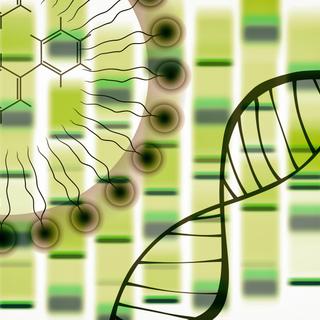Quelles applications concrètes pour CRISPR ? © GiroScience, Fotolia