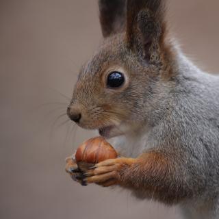 O esquilo escolhe cuidadosamente os locais de seus esconderijos. © anya1, Pixabay