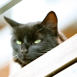 O gato é manipulador, dominador e portador de muitas doenças. © Steve Jurvetson, Flickr