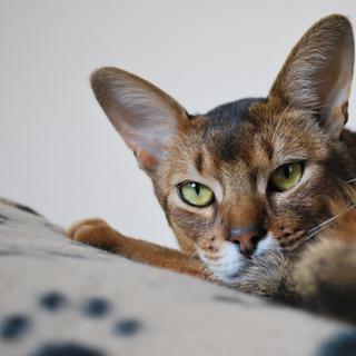 Un chat abyssin est-il hypoallergénique ? © Caroline Beaudoin, Flickr