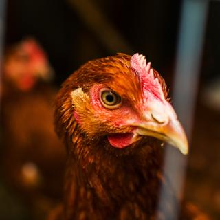 Les zoonoses sont présentes chez un animal réservoir et se transmettent occasionnellement à l’Homme. © Mariia Nazarova, Adobe Stock