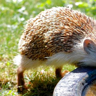 En cas de canicule, le plus important pour aider les animaux du jardin, c’est de leur assurer un accès sûr à une eau claire et fraîche. © fine pics, Adobe Stock