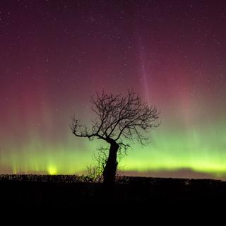 La plupart des aurores boréales apparaissent vertes. Elles correspondent à l’excitation d’atomes d’oxygène présents dans notre atmosphère. Et notre œil est particulièrement sensible à cette couleur. © Chee Seong, Adobe Stock