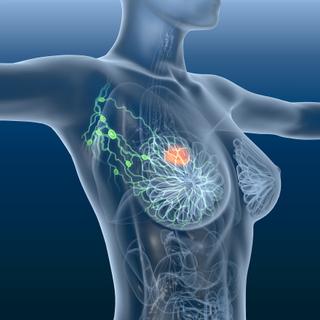 Le mois d'Octobre est consacré à la lutte contre le cancer du sein. © Axel Kock, Adobe Stock