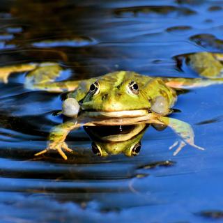 La parabole de la grenouille qui ignore qu’elle est en train de cuire à petit feu illustre bien le phénomène d’habituation à un environnement qui se dégrade progressivement jusqu’à mettre nos vies en danger. © Alexas-Fotos, Pixabay, CC0 Creative Commons