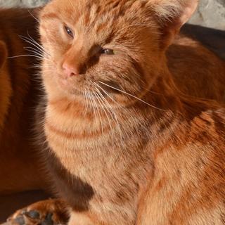 Comme leurs amis les Hommes, les animaux souffrent de la chaleur. © terezqua, Fotolia