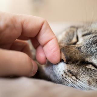 Lorsque survient le décès d’un chien ou d’un chat, il faut savoir comment organiser la gestion de sa dépouille. Et les solutions sont diverses. © Eléonore H, Adobe Stock