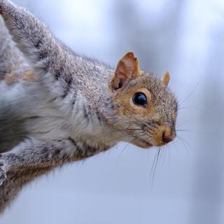 O esquilo cinza é nativo da América do Norte. Na Europa, é considerada uma espécie invasora que compete com o seu primo, o esquilo vermelho, e prejudica as árvores ao arrancar-lhes a casca. Mas não está entre as 5 principais espécies invasoras que nos custam mais. © quietbits, Adobe Stock