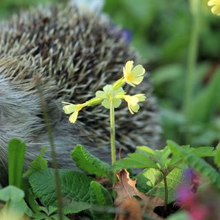 O ouriço, amigo do jardineiro. © TomaszProszek, Pixabay, DP