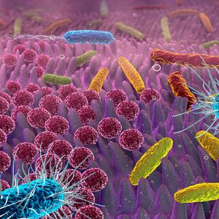 Qual é a microbiota intestinal? ©Alex, Adobe Stock