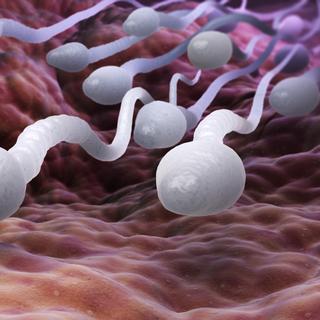 A concentração de espermatozoides por mililitro de sêmen em 1973 era de 101 milhões, em comparação com 49 hoje. ©Tatiana Shepeleva, Adobe Stock   