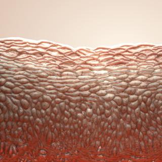 Voici l'approche scientifique qui pourrait permettre dans dix ans de restaurer la jeunesse de certains organes. ©&nbsp;Andrey Prokhorov, iStock