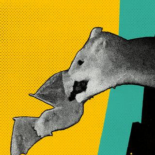 Pesquisadores filmaram pela primeira vez ratos marrons sequestrando morcegos em pleno vôo em uma caverna alemã. © Gloza-Rausch et al., Ecologia e Conservação Global 2025