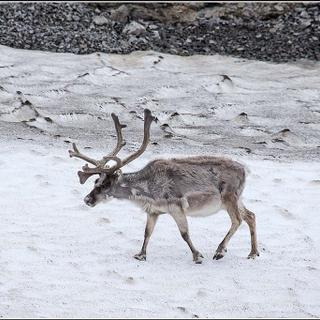 Le réchauffement climatique poursuit ses dégâts en Arctique, où les rennes sauvages ont vu leur population réduite de moitié en 20 ans. © Smudge 9000, Wikimedia Commons, CC By-SA 2.0