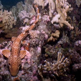 Ce petit requin possède une capacité de locomotion qui le distingue de la plupart de ses congénères. © Mark Erdmann