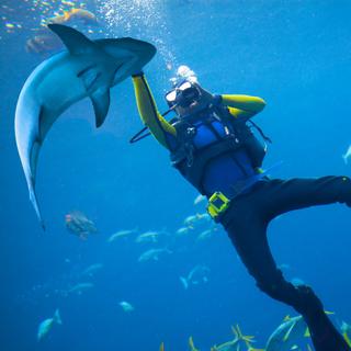 Que se passe-t-il quand un&nbsp;requin s'immobilise&nbsp;sur le dos et semble comme figé&nbsp;? © Maravic, iStock