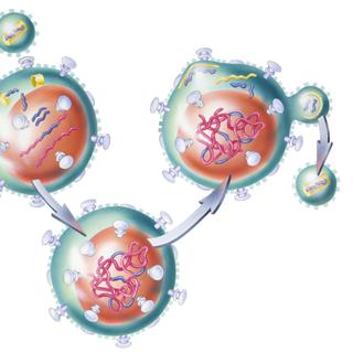 Le cycle d’un rétrovirus. © Judith, Fotolia