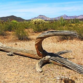 Mesmo os cactos, embora equipados para sobreviver ao calor extremo, não resistiram às noites muito quentes de julho no Arizona. © Linda J Fotografia, Adobe Stock
