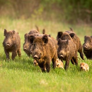 Uma família de javalis (Sus scrofa) foge do perigo em um prado de grama verde. Uma ninhada geralmente inclui de 2 a 10 porcos. © WildMedia, Adobe Stock