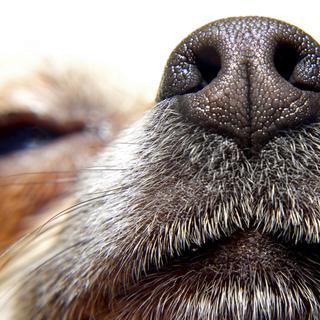 L’odorat des chiens est redoutable pour identifier une personne suspecte. © bimka, Shutterstock