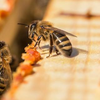 Des chercheurs ont appris à faire des calculs aux abeilles et elles sont aussi capables de visualiser des quantités de gauche à droite, comme les humains. © Ihor Hvozdetskyi, Shutterstock
