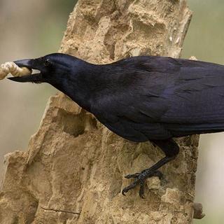 Le cerveau des oiseaux est petit mais dense en neurones. Ici, un corbeau de Nouvelle-Calédonie (Corvus moneduloides), une espèce étudiée notamment à l'université d'Auckland, est l'une de celles qui ont révélé les capacités cognitives des corvidés. © Jolyon Troscianko