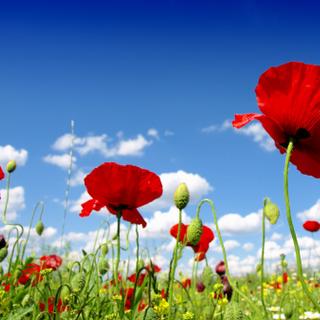 A primavera parece chegar um dia antes nos últimos anos. É apenas uma questão de calendário e – muito modestas – fantasias sobre o movimento da Terra em torno do Sol. © Zeljko Radojko, Shuttestock