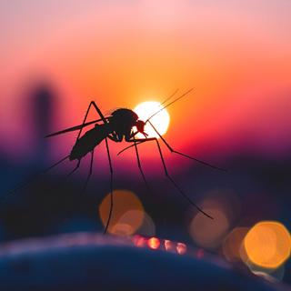 O mosquito não é apreciado. Mas não é inútil. Eles até desempenham alguns papéis importantes no coração dos ecossistemas. Por exemplo, participa da polinização. © Iryna, Adobe Stock
