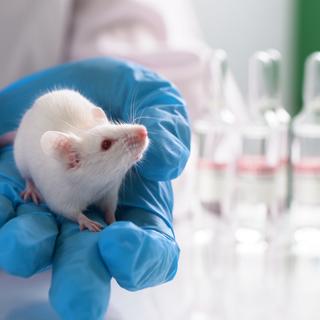 Por que apenas alguns animais, como lagartos ou salamandras, conseguem regenerar membros amputados, enquanto os mamíferos são geralmente incapazes de fazê-lo? © filin174, Adobe Stock