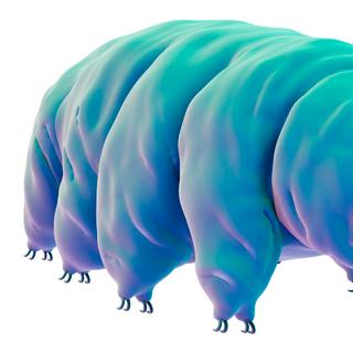 Un tardigrade, ou ourson d&#39;eau douce. Il existe près d&#39;un millier d&#39;espèces de ces animaux de petite taille (entre 0,1 et 1,5 mm), qui vivent partout où il y a de l&#39;eau, même un peu, dans les océans comme dans la mousse. © Eraxion, Istock.com