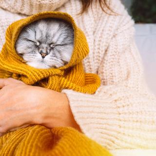 Ces signes qui montrent que votre chat a froid. © Daria Kulkova, iStock