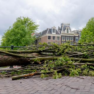 Um número incrível de árvores caiu durante a Tempestade Nils. © Sarawut, Adobe Stock