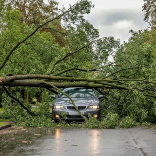 É provável que as árvores caiam facilmente durante a tempestade devido aos solos alagados. © Alexander Bugayov, Adobe Stock (imagem gerada por IA)