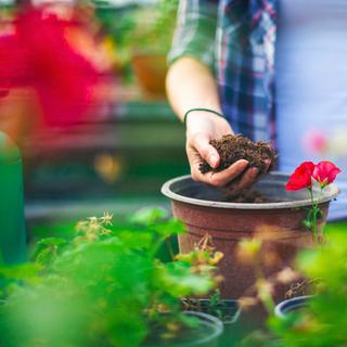 Este segredo simples para transformar a terra dos seus vasos usados em terra para vasos totalmente nova. © Danchooalex, iStock