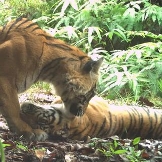 Au cœur de Leuser, un piège photographique a capturé quelque chose que les chercheurs n’avaient encore jamais observé. ©&amp;nbsp;Figel et al. 2025, BKSDA-Aceh, DLHK