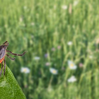 L'association France Lyme alerte sur les risques liés aux morsures de tiques. © KPixMining, Adobe Stock