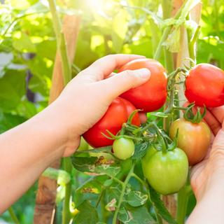 Les tomates aiment l'ensoleillement, mais subissent les fortes chaleurs. ©&nbsp;Akaphat, Adobe Stock
