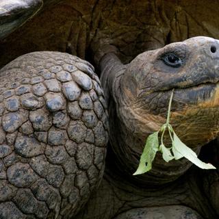 As tartarugas gigantes de Galápagos estão na Lista Vermelha da União Internacional para a Conservação da Natureza (IUCN). © gudkovandrey, Adobe Stock