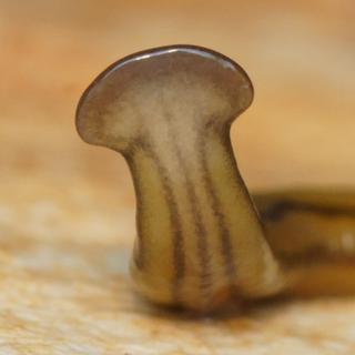 Un ver plat à tête de marteau, espèce invasive originaire d’Asie du Sud-Est, a été&nbsp;observé dans le nord du Texas ©&nbsp;Pierre Gros/Justine et al., Biodiversité et Conservation, 2018