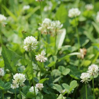 Le trèfle blanc (Trifolium repens) améliore la qualité du sol au jardin bio. © zoosnow, Pixabay