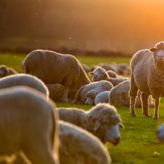 Les mouvements collectifs des moutons se définissent grâce à des leaders temporaires. © tutye, Adobe Stock