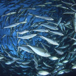 Para sobreviver, a humanidade precisa preservar as espécies marinhas que consome. ©Richard Carey, Adobe Stock