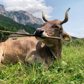 E se esta simples vassoura revelasse uma inteligência animal que ainda nos recusamos a ver? © Antonio J. Osuna Mascaró