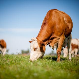 © teamfoto, Adobe Stock