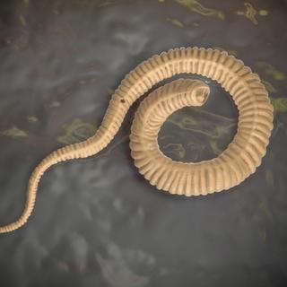 Ilustração da larva de um verme 2Mdine. © Kateryna Kon, Adobe Stock