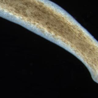 Les capacités de régénérescence du ver planaire fascinent les scientifiques depuis plusieurs décennies. © Eduard Solà, Wikimedia Commons, DR